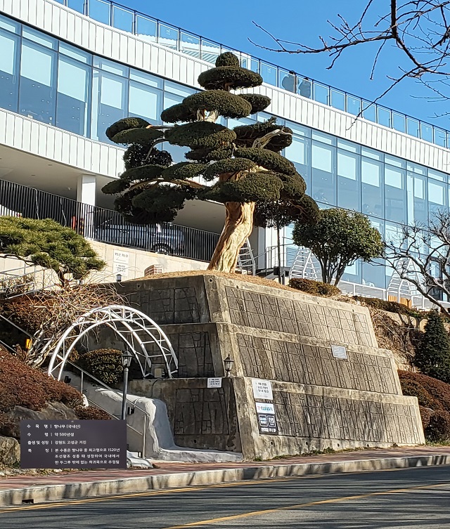 500년 향나무 입구